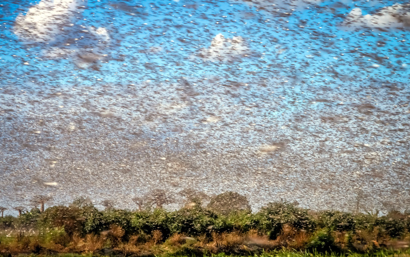 Swarm of locust. Photo 637972720 © pawopa3336 | iStockPhoto